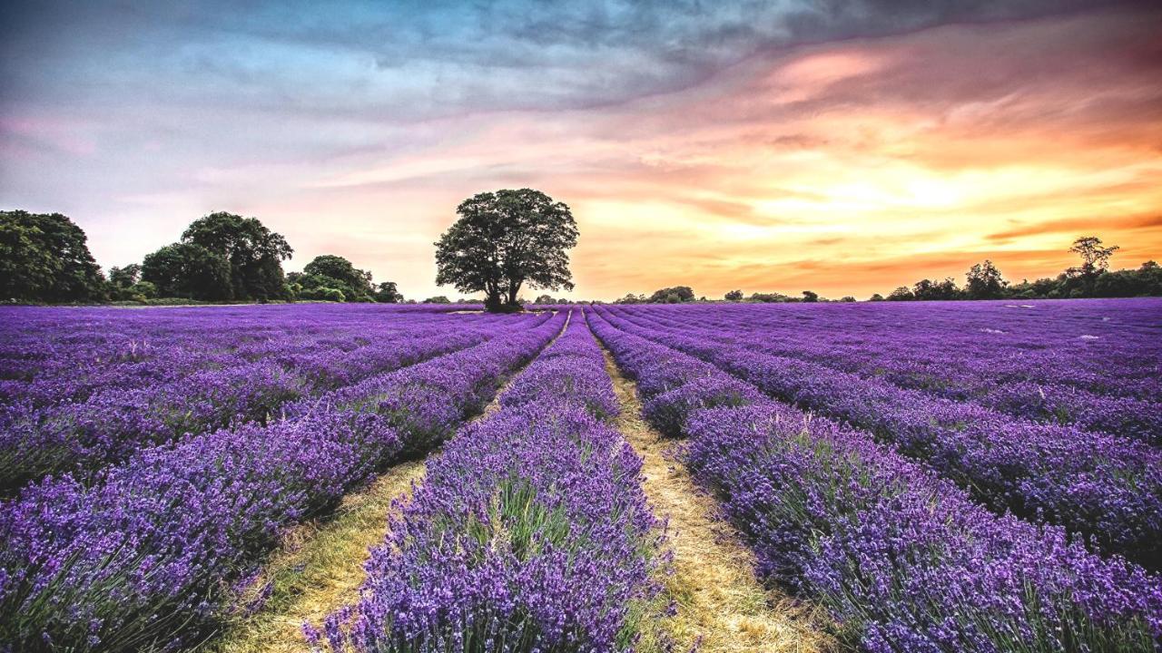 La Maison Des Collines Allemagne-en-Provence Eksteriør billede